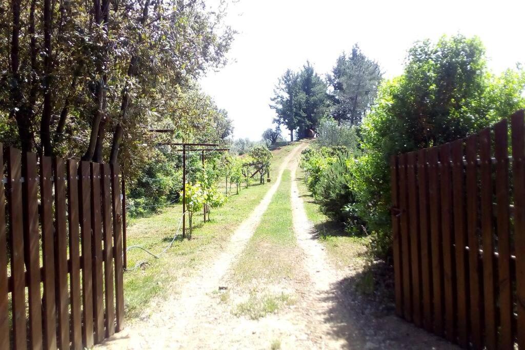 Casa Belvedere -Tranquillita Tra Bosco E Ulivi- リパルベッラ エクステリア 写真